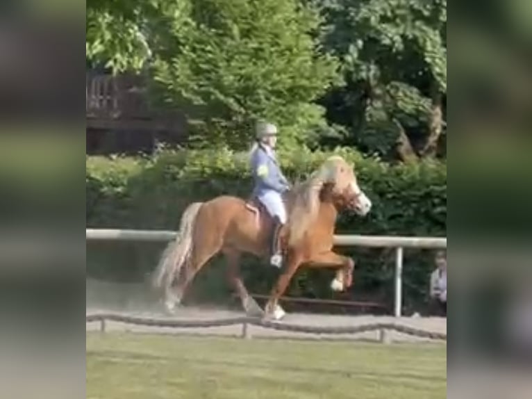 Kuc islandzki Wałach 9 lat 149 cm Cisawa in Langeln