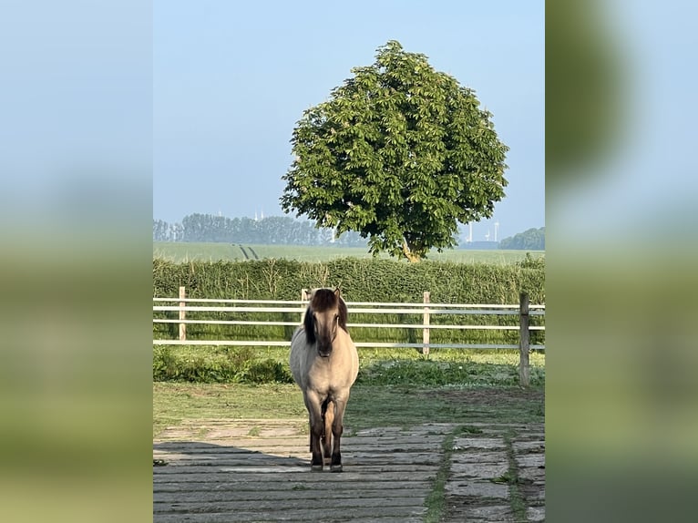 Kuc islandzki Wałach 9 lat Bułana in Splietsdorf