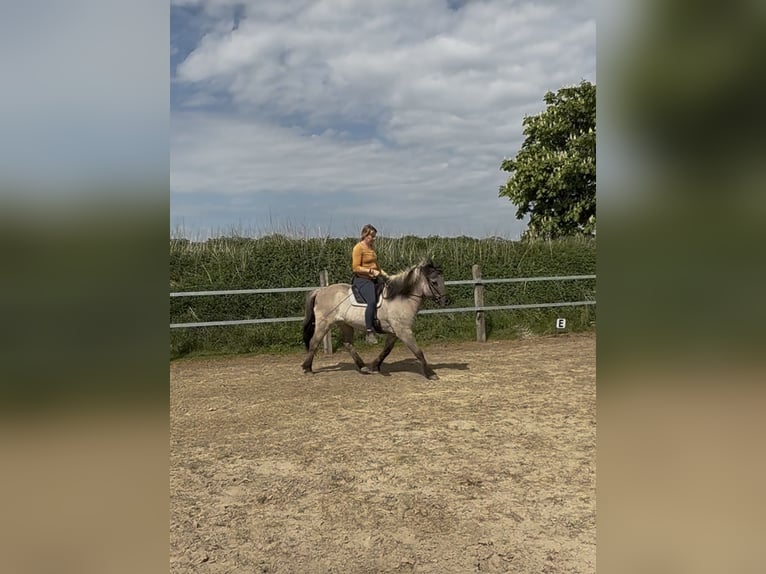 Kuc islandzki Wałach 9 lat Bułana in Splietsdorf
