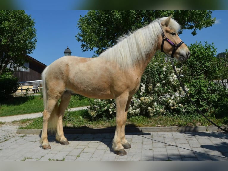Kuc islandzki Wałach 9 lat Izabelowata in Straßwalchen