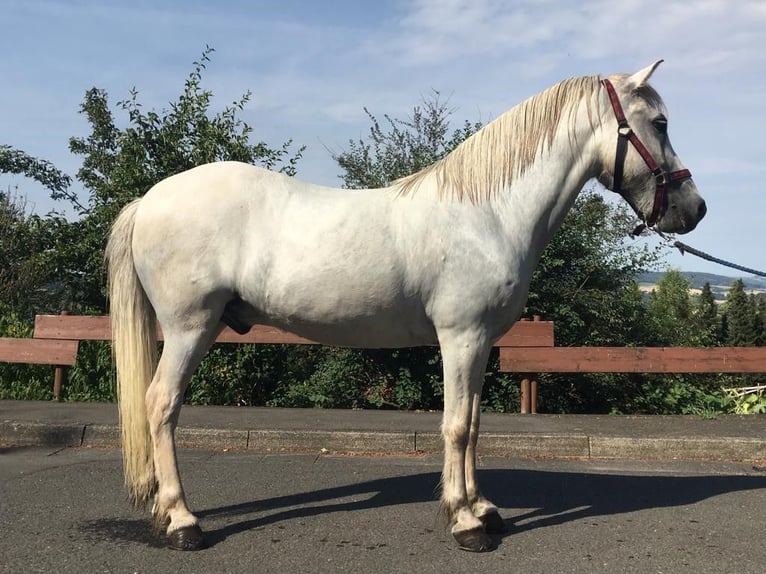 Kuc islandzki Wałach 16 lat 134 cm Siwa in Spangenberg