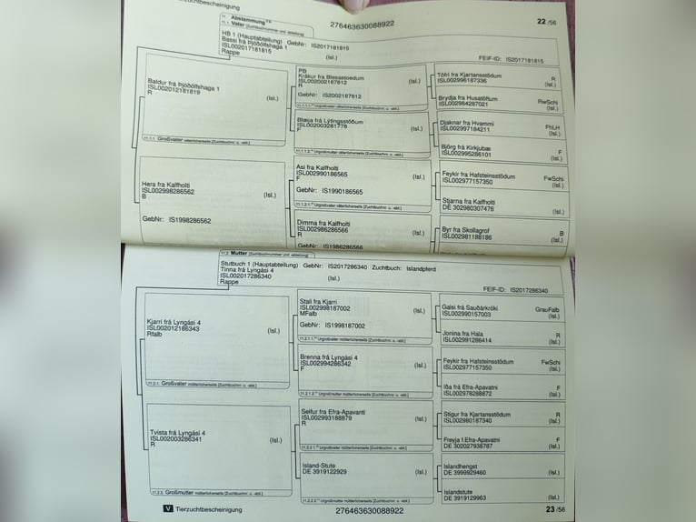 Kuc islandzki Wałach 2 lat Bułana in Kessel