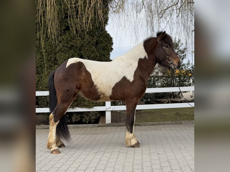 Kuc islandzki Wałach 4 lat 144 cm Srokata in Lochen am See