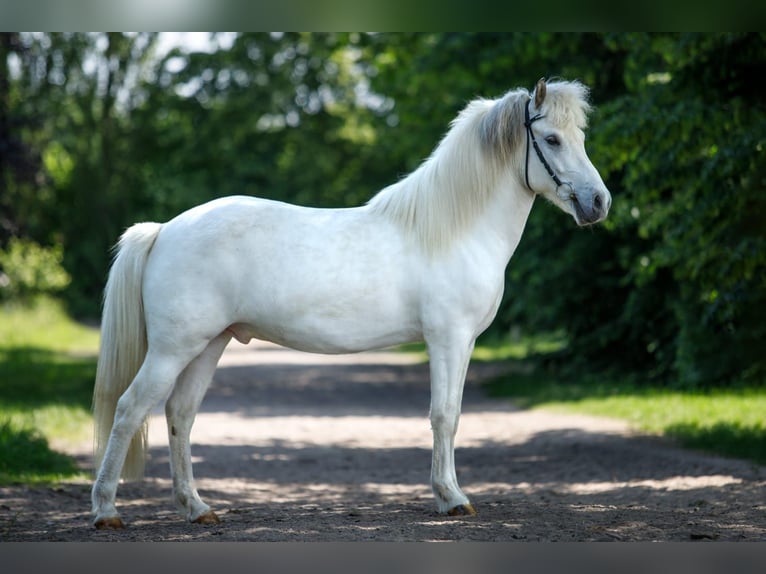 Kuc islandzki Wałach 6 lat 145 cm Siwa in Altenstadt