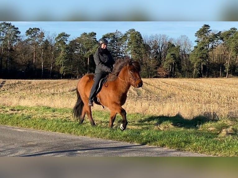 Kuc islandzki Wałach 8 lat 140 cm Gniada in Schneverdingen