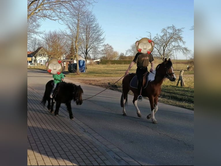 Kuc Lewitzer Mix Klacz 10 lat 142 cm Srokata in Salzwedel