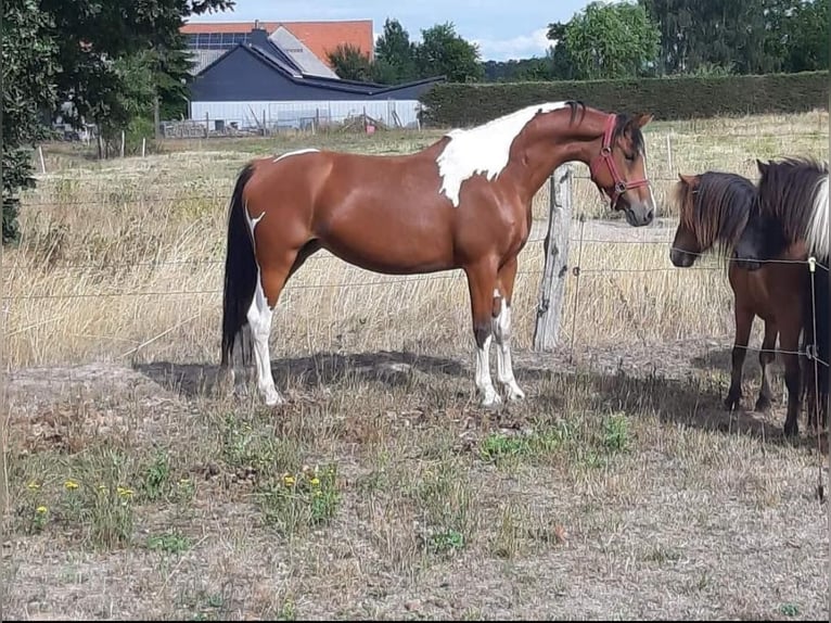 Kuc Lewitzer Mix Klacz 10 lat 142 cm Srokata in Salzwedel