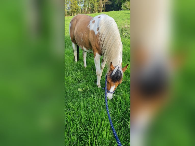 Kuc Lewitzer Mix Klacz 11 lat 142 cm Srokata in Waldbröl