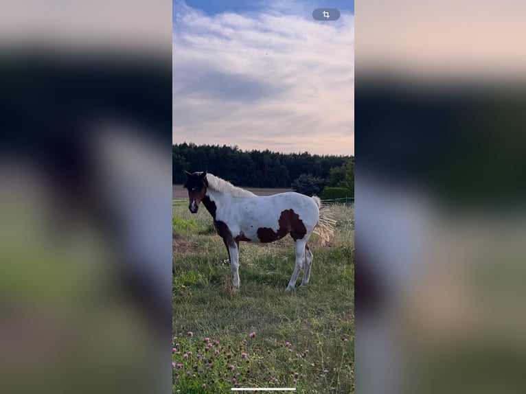 Kuc Lewitzer Klacz 12 lat 135 cm Srokata in Neu krenzlin