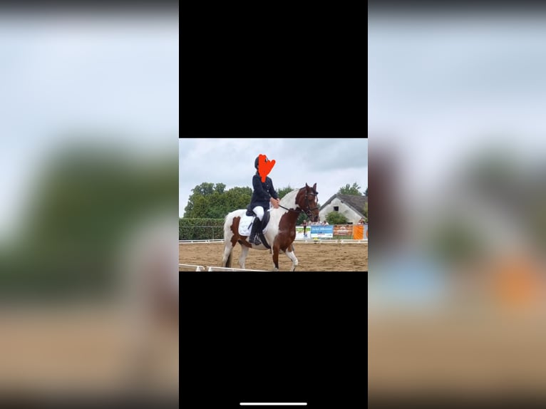 Kuc Lewitzer Klacz 12 lat 135 cm Srokata in Neu krenzlin