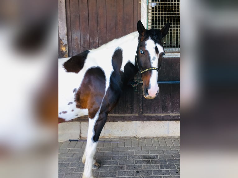 Kuc Lewitzer Klacz 12 lat 146 cm Srokata in Seibersbach