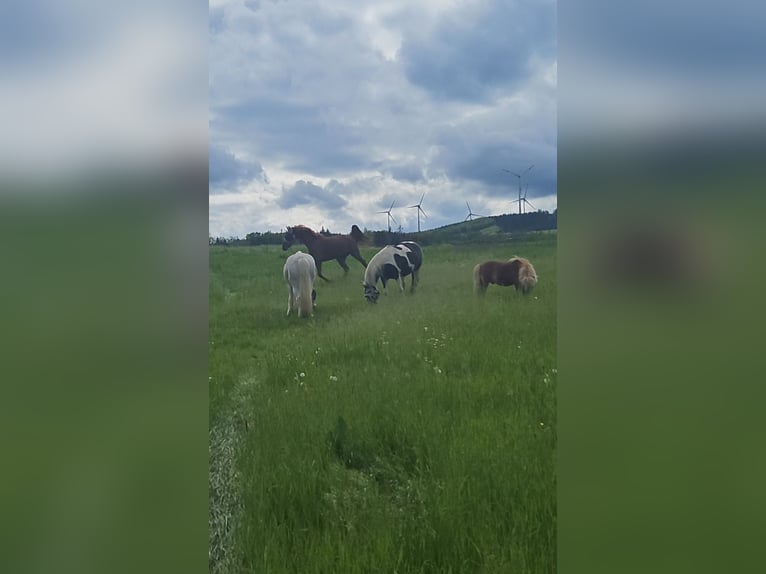 Kuc Lewitzer Klacz 12 lat 146 cm Srokata in Seibersbach