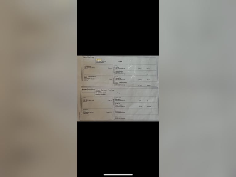 Kuc Lewitzer Mix Klacz 13 lat 148 cm Gniada in Potsdam