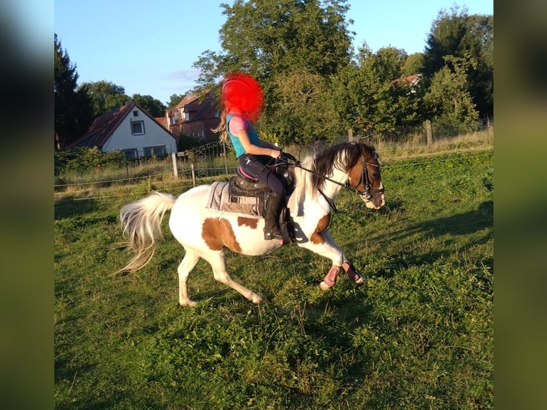 Kuc Lewitzer Mix Klacz 16 lat 125 cm Srokata in Groß Pankow