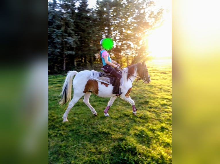 Kuc Lewitzer Mix Klacz 16 lat 125 cm Srokata in Groß Pankow