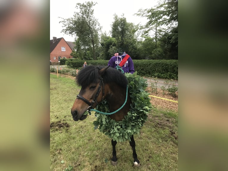 Kuc Lewitzer Klacz 16 lat 130 cm Gniada in Struckum