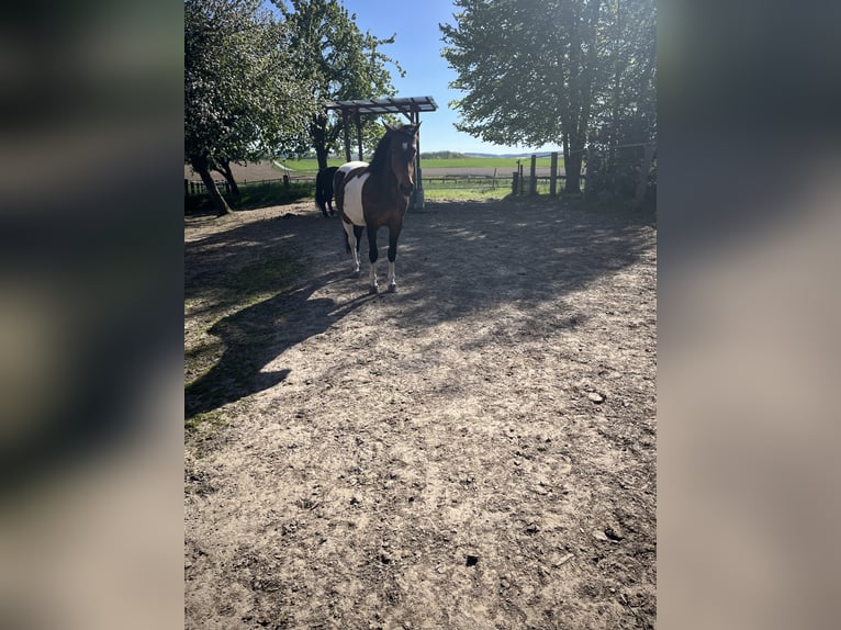 Kuc Lewitzer Klacz 16 lat 150 cm Srokata in Melle