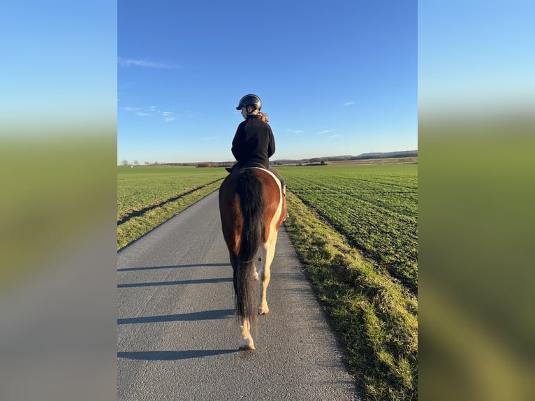 Kuc Lewitzer Klacz 16 lat 150 cm Srokata in Melle