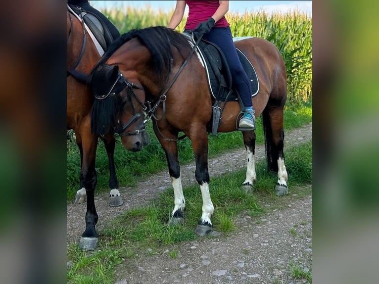 Kuc Lewitzer Klacz 17 lat 145 cm Srokata in Altmittweida