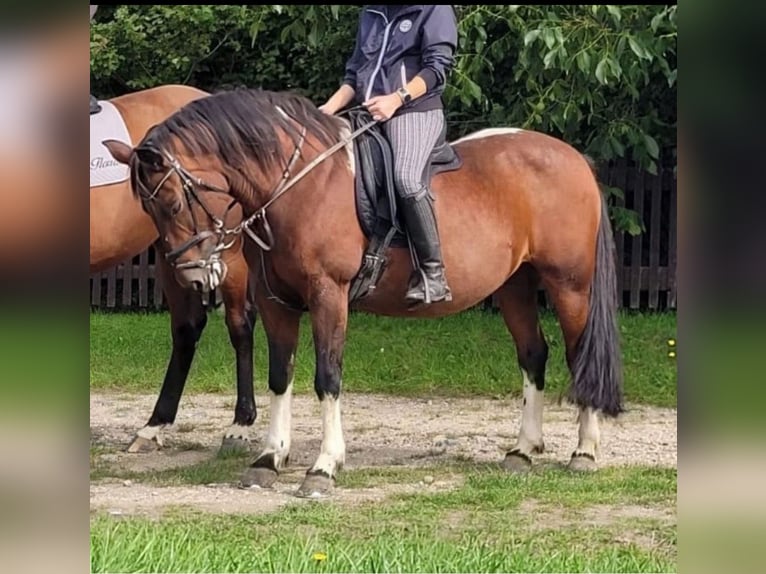 Kuc Lewitzer Klacz 17 lat 145 cm Srokata in Altmittweida