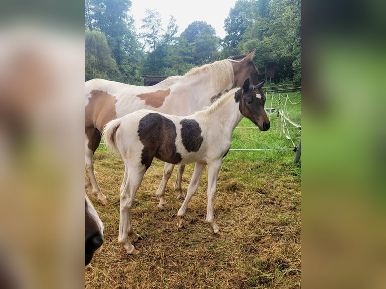 Kuc Lewitzer Klacz 17 lat 150 cm Srokata in Streithausen