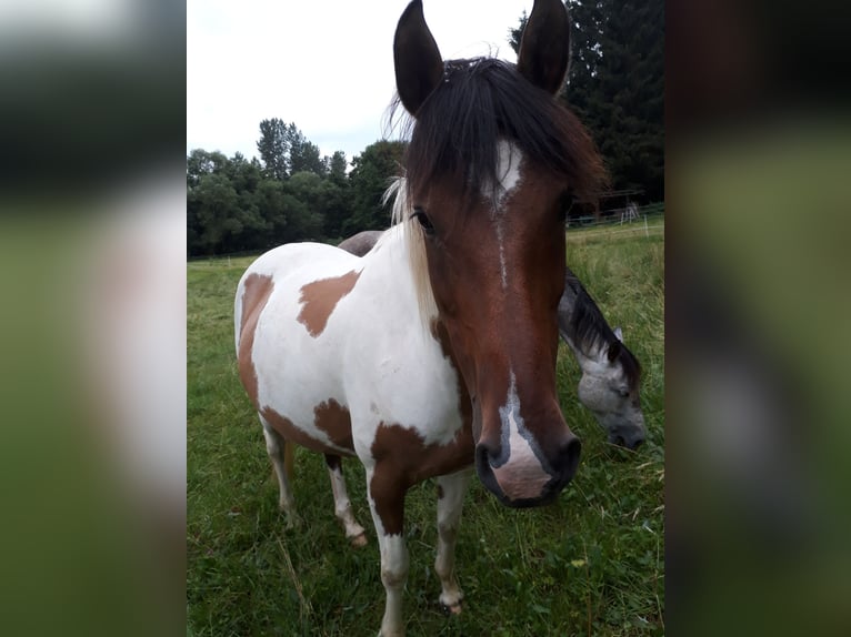 Kuc Lewitzer Klacz 17 lat 150 cm Srokata in Streithausen