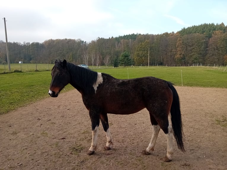 Kuc Lewitzer Klacz 18 lat 142 cm Srokata in Hainewalde