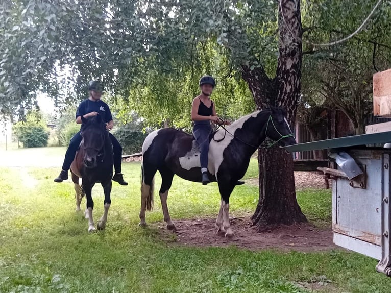 Kuc Lewitzer Klacz 18 lat 142 cm Srokata in Hainewalde