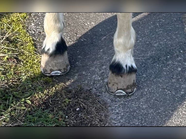 Kuc Lewitzer Klacz 18 lat 145 cm Srokata in Altmittweida