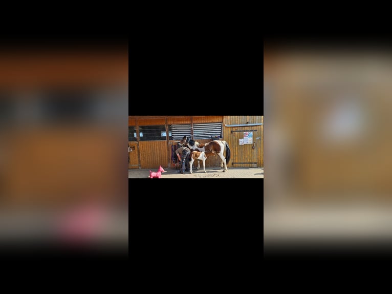 Kuc Lewitzer Klacz 1 Rok 150 cm Srokata in Ückeritz