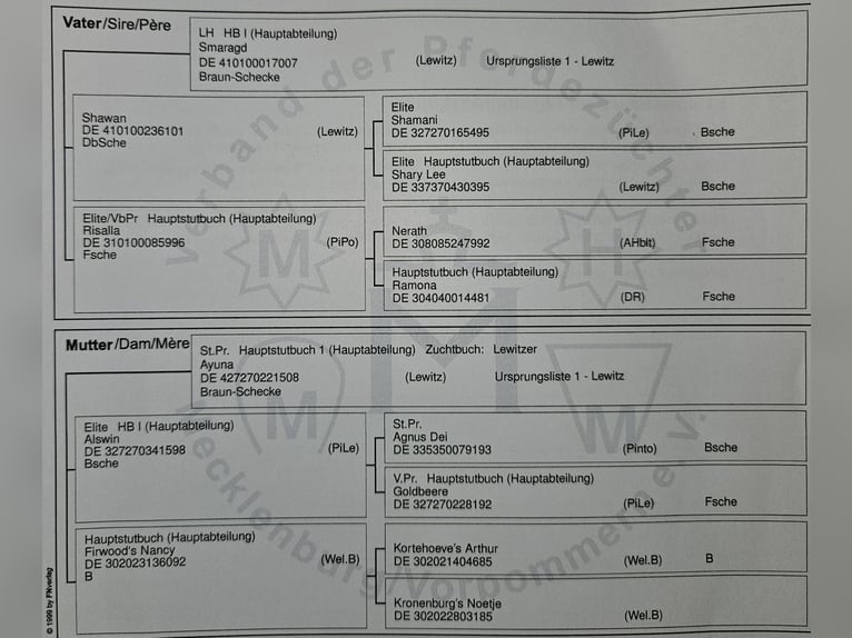 Kuc Lewitzer Klacz 1 Rok Gniada in Ludwigslust