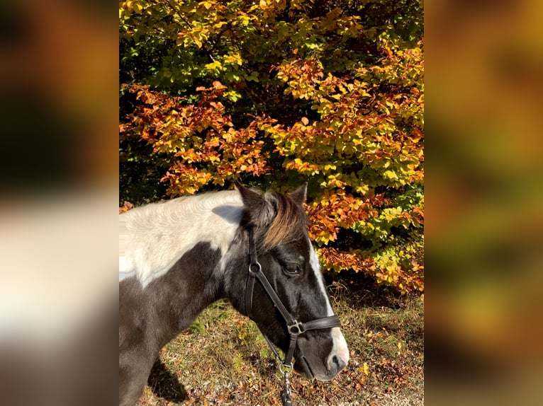 Kuc Lewitzer Klacz 20 lat 129 cm Srokata in Bad Überkingen