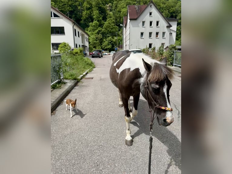 Kuc Lewitzer Klacz 20 lat 129 cm Srokata in Bad Überkingen