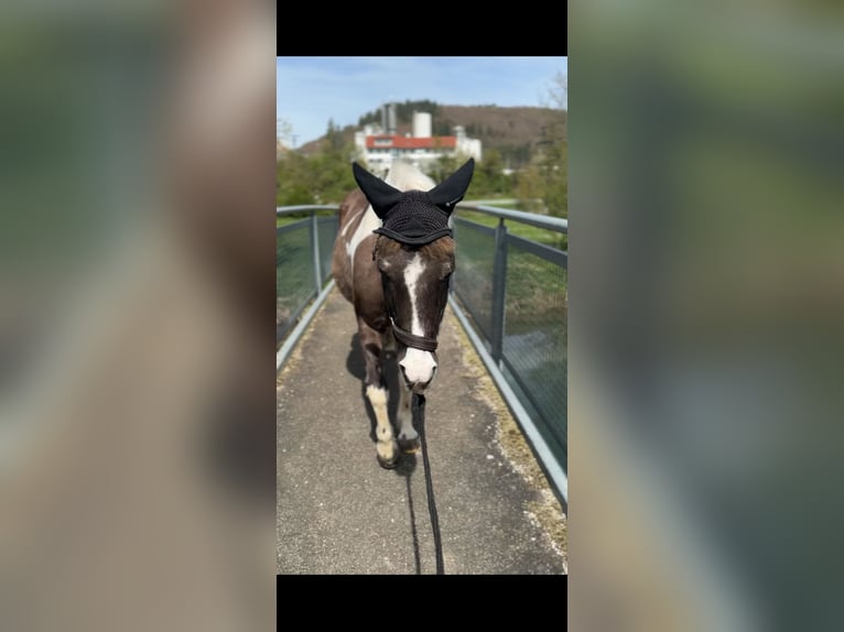 Kuc Lewitzer Klacz 20 lat 129 cm Srokata in Bad Überkingen