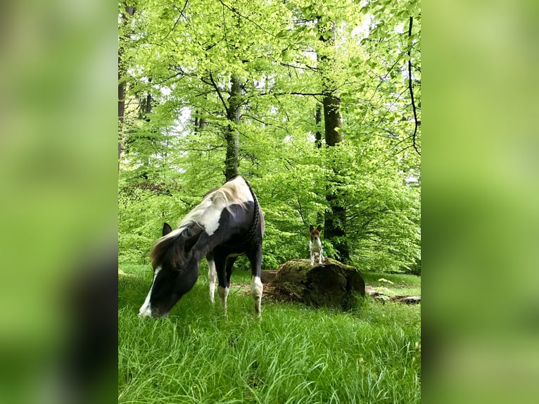 Kuc Lewitzer Klacz 20 lat 129 cm Srokata in Bad Überkingen