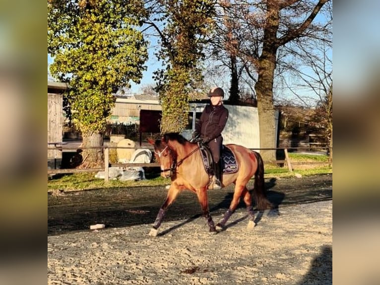 Kuc Lewitzer Klacz 21 lat 146 cm Gniada in Essen