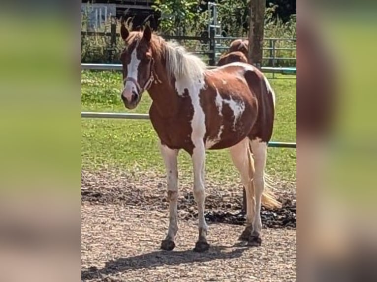 Kuc Lewitzer Klacz 3 lat 147 cm Srokata in Grevenbroich