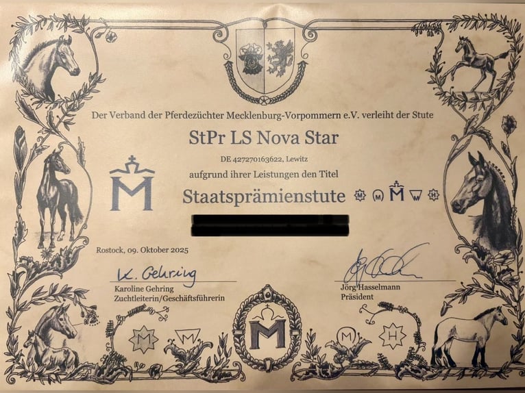 Kuc Lewitzer Klacz 4 lat 144 cm Srokata in Tessin