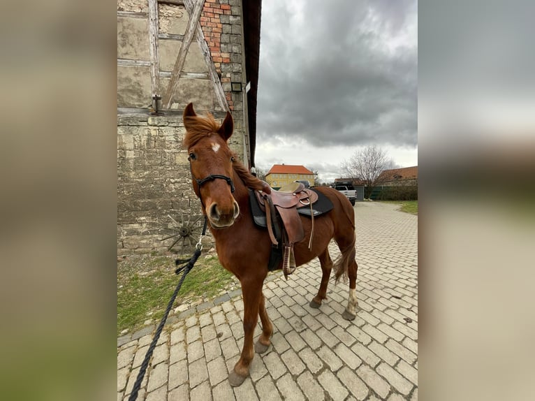 Kuc Lewitzer Klacz 5 lat 145 cm Kasztanowata in Veltheim
