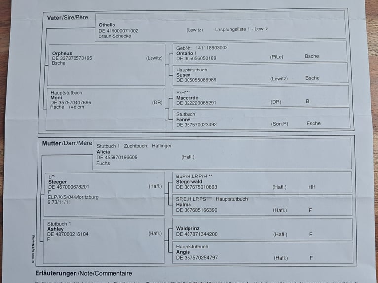 Kuc Lewitzer Klacz 5 lat 148 cm Srokata in Bayerbach
