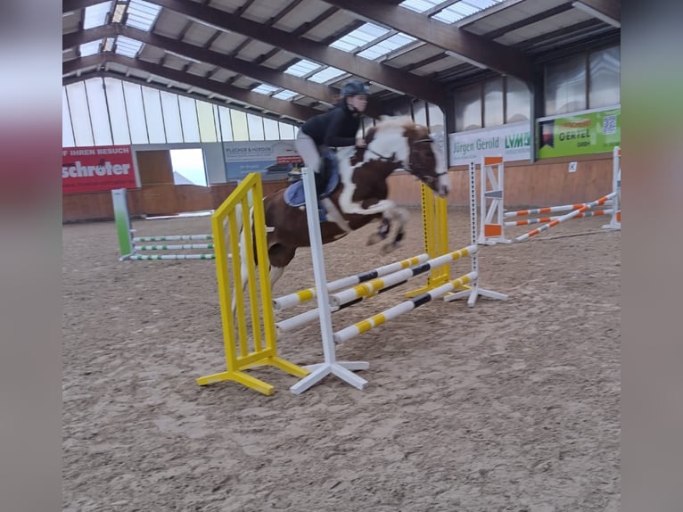 Kuc Lewitzer Klacz 6 lat 147 cm Srokata in Mohlsdorf-Teichwolframsdorf