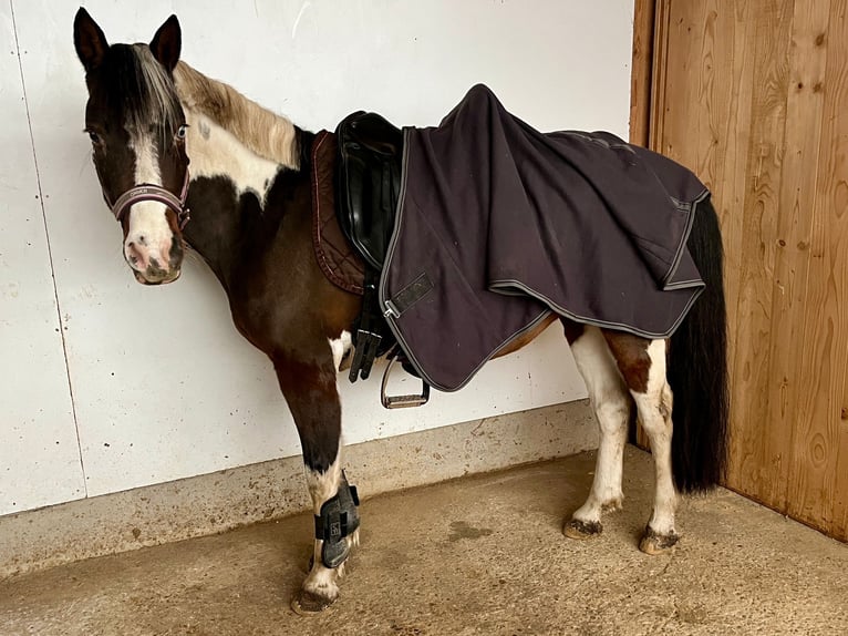 Kuc Lewitzer Klacz 6 lat 150 cm Srokata in Aalen