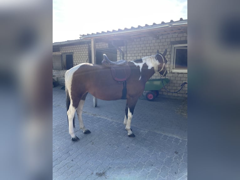 Kuc Lewitzer Klacz 6 lat 152 cm Srokata in Menden