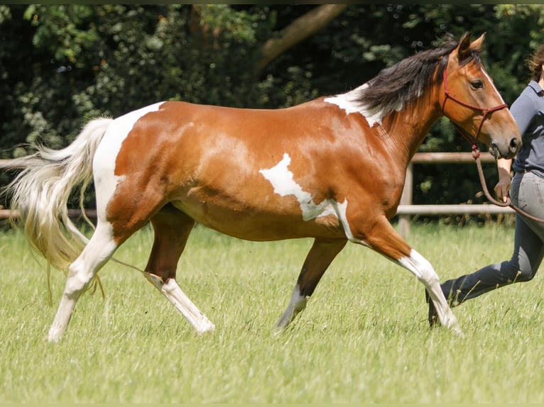 Kuc Lewitzer Klacz 7 lat 145 cm Srokata in Varrel