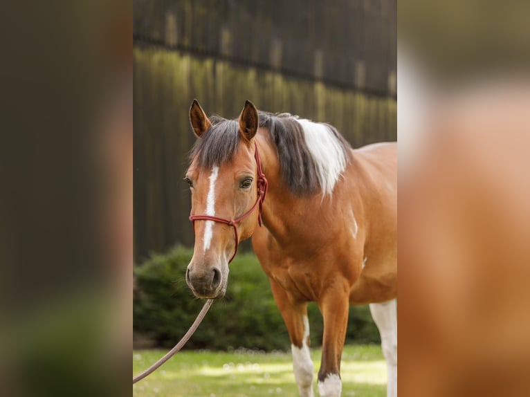 Kuc Lewitzer Klacz 7 lat 145 cm Srokata in Varrel