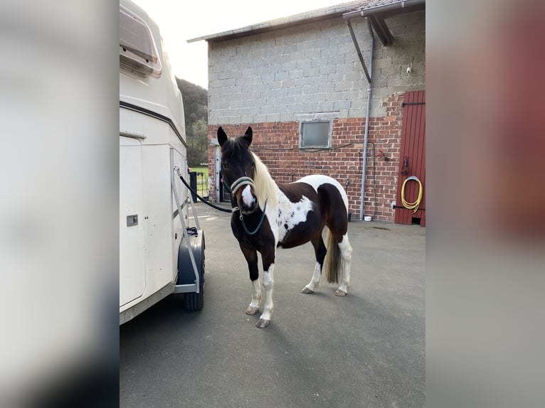 Kuc Lewitzer Klacz 7 lat 146 cm Srokata in Bad Endbach