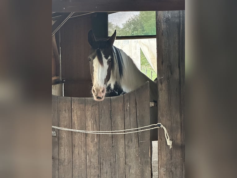 Kuc Lewitzer Klacz 7 lat 151 cm Srokata in Reutlingen