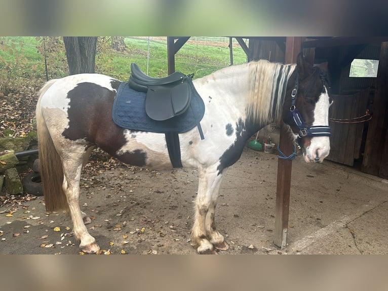 Kuc Lewitzer Klacz 7 lat 151 cm Srokata in Reutlingen