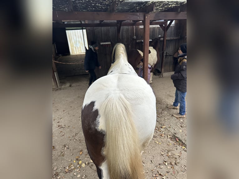 Kuc Lewitzer Klacz 7 lat 151 cm Srokata in Reutlingen