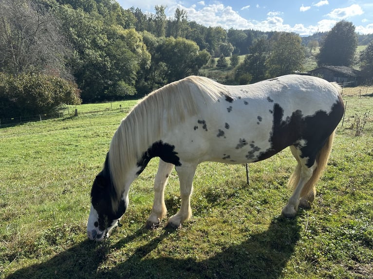 Kuc Lewitzer Klacz 7 lat 151 cm Srokata in Reutlingen